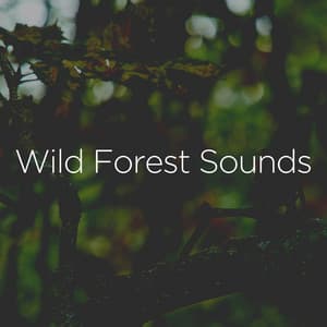 Wild Forest Sounds - Relaxing Nature Recordings