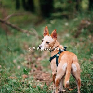 うたた寝わんちゃん - Jazz Chill Out Relax