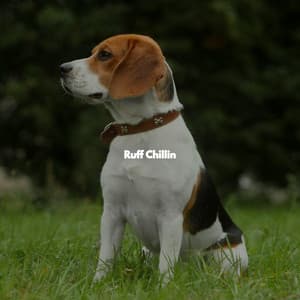 Ruff Chillin - Morning Calm Playlist