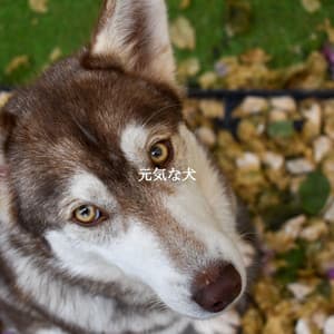 元気な犬 - Soft Jazz Radio