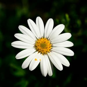 1 Divine: Whispering Wisdom - Spa Music Relaxation