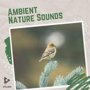 Ambient Nature Sounds - #Calming