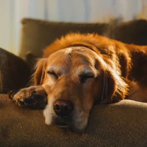 Música De Orquesta Para Perros: Ritmos Caninos Calmantes - Jose Garcia