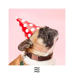 Soft Soothing Rain Sounds for Dogs - Dog Music Experience