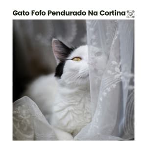 Gato Fofo Pendurado Na Cortina - Musica para Gatos