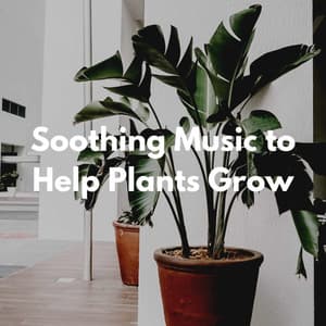 Soothing Music to Help Plants Grow - Frühstücksmusik