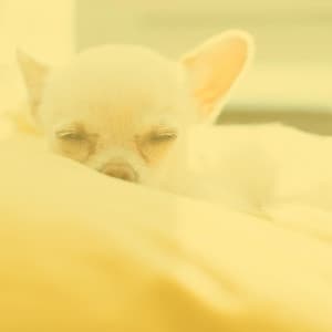 Music for Doggy Anxiety - Sleeptime for Dogs