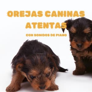 Orejas Caninas Atentas Con Sonidos De Piano - Piano Suave Relajante