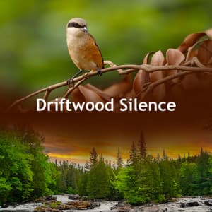 Driftwood Silence - Echoes Of Nature