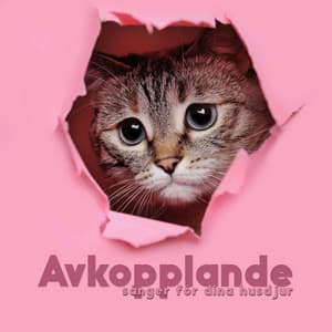 Avkopplande sånger för dina husdjur: Resor till husdjur, ångestfri, Glada husdjur - Hundmusik oas