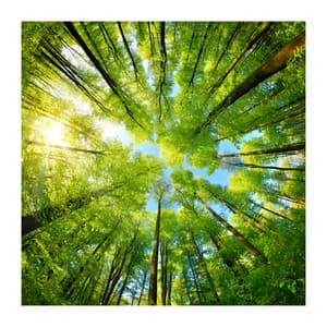 Nature Sounds - Calm Forest For Sleeping - Dream Supplier