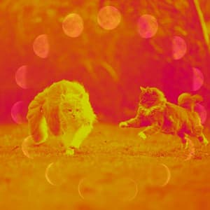 Cute Kittens - Cat Music Experience