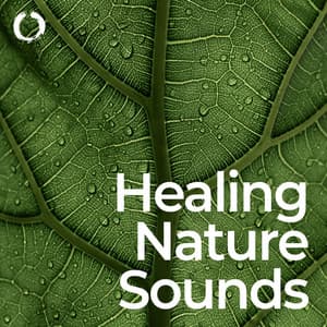 Healing Nature Sounds: Relaxation and Sleep - Healing Meditation Zone & Pure Spa Massage Music & Serenity Music Relaxation