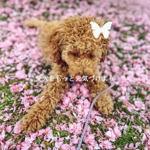 愛犬をもっと元気づけよう - Bossa Lounge Deluxe