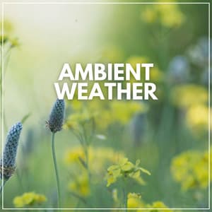 Ambient Weather - Zen