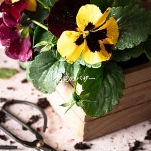 花見のバザー - Easy Listening Instrumental Music