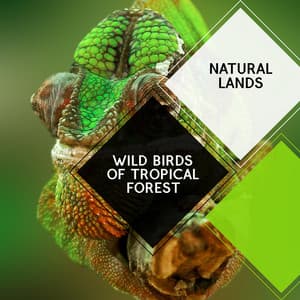 Wild Birds of Tropical Forest - Natural Lands - Sleepy Times