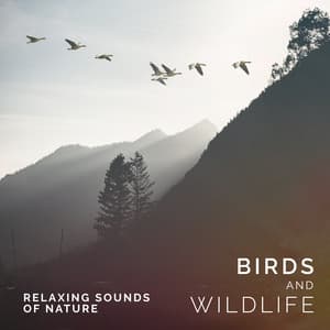Birds and Wildlife - Relaxing Sounds Of Nature