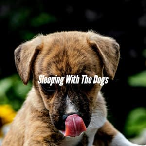 Sleeping With The Dogs - Home Alone Dog Music