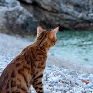 Waterside Cat Dreams: Binaural Cozy Harmony - Binaural Brain Waves