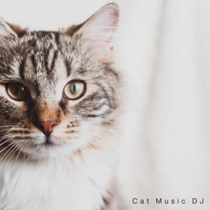 Soothing Meows - Cat Music DJ