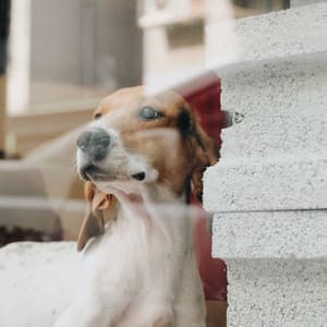 Backdrop for Dogs on Bed - Calming Jazz For Dogs
