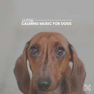 Calming Music for Dogs - Dog Music