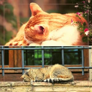 Music for Afternoon Cats - Refined Harmonica Solo - Relaxing Cat Music