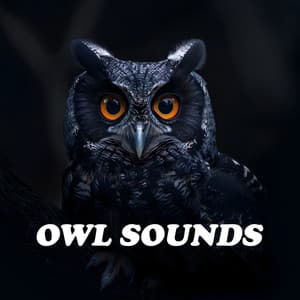 Owl Sounds - Owl Sounds