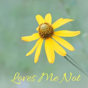 Loves Me Not - Masala Roo