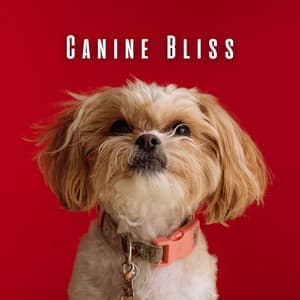 Canine Bliss: Relaxing Piano for a Harmonious Doggie Day - Soft Piano Music