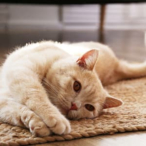 Calm Cats: Serene Sounds for Your Pet - Luxury Hotel Music