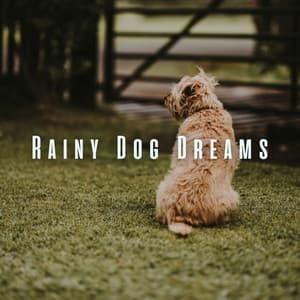 Rainy Dog Dreams: Ambient Sounds for Restful Sleep - Relaxing Rain Sounds