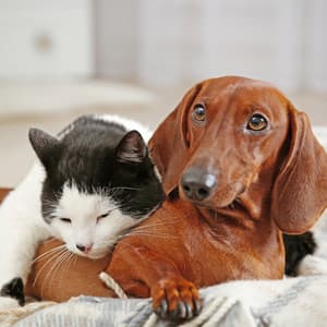 Gentle Sounds for Pets' Relaxation Time - Happy Moments