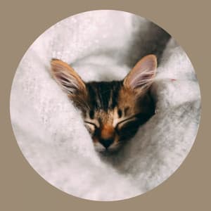 Subdued Music for Favorite Kittens - Soprano Sax Solo - Musica para Gatos