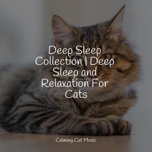 Deep Sleep Collection | Deep Sleep and Relaxation For Cats - Music for Cats TA