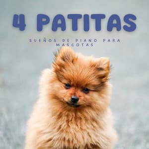 4 Patitas: Sueños De Piano Para Mascotas - Café francés Jazz