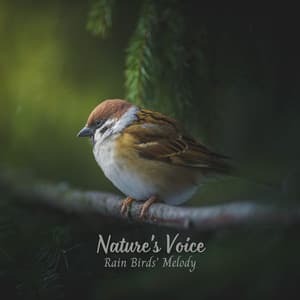 Nature's Voice: Rain Birds' Melody - Rain Sounds ACE