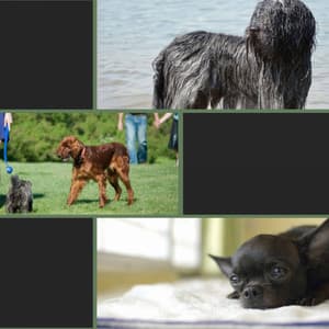 Friendly Music for Sleepy Puppies - Chill Out - Dog Sleep Dreams