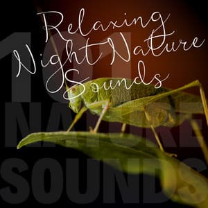 Relaxing Night Nature Sounds - 101 Nature Sounds