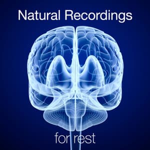 Natural Recordings for Rest - Ambient Nature Sounds