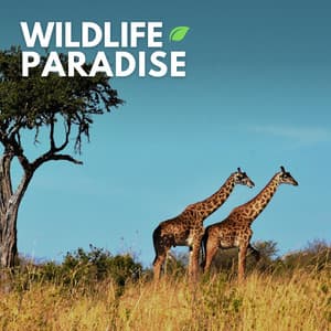 Wildlife Paradise - Worldwide Nature Studios