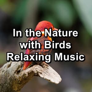 In the Nature with Birds Relaxing Music - Bird Sounds 2016