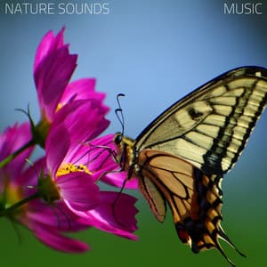 Nature Sounds Music - Spring Aroma