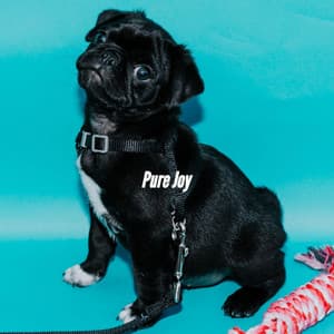 Pure Joy - Relaxing Jazz Nights