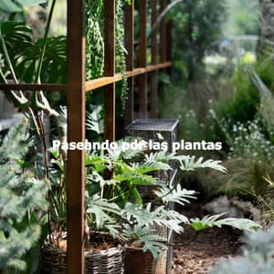 Paseando por las plantas - Lounge Playlist Luxury