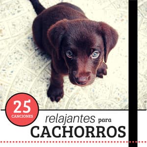 25 Canciones Relajantes para Cachorros - Cachorros Bebes Orchestra