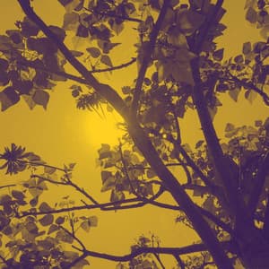 Acoustic and Electric Bossa Piano Duo - Music for Relaxing Ambient - Harlem Jazz Guitar Quartet