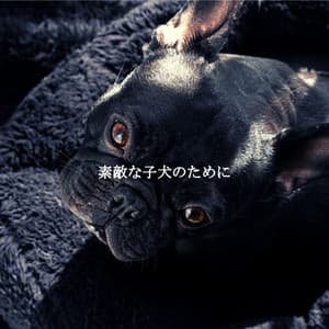 素敵な子犬のために - Calming Jazz Lounge