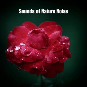 Natures Ancient Haze - Sounds of Nature Noise